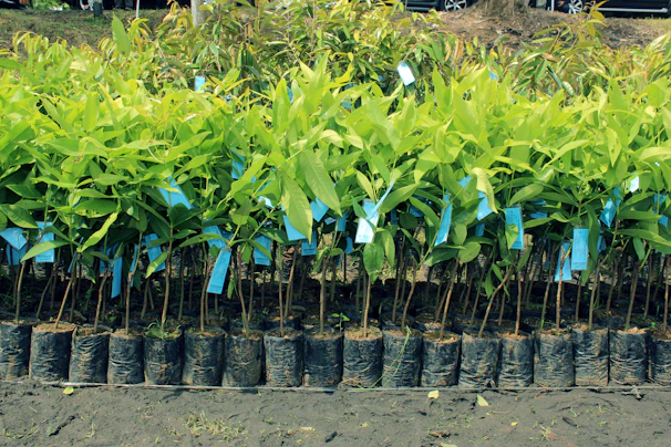 A row of young sandalwood plants neatly arranged in the nursery beds with soft earth tones