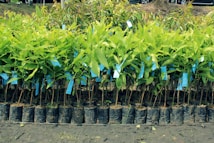 Rows of young green plants are neatly arranged in small black plastic pots. Blue tags are attached to each plant, indicating identification or information. The ground beneath is a dark, rich soil, suggesting a nursery or plantation setting.