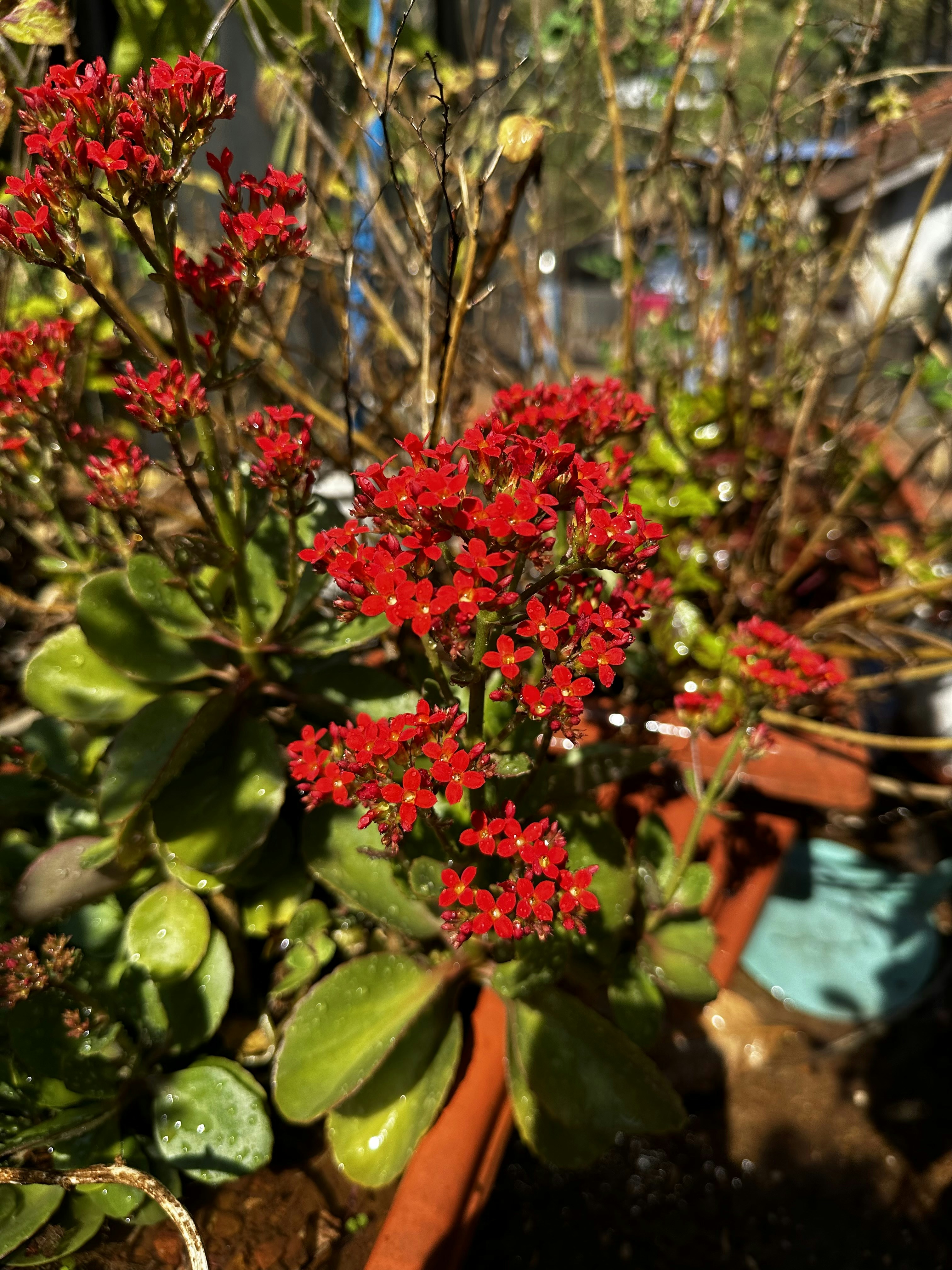 Foto zum Thema Eine Pflanze mit roten Blüten in einem Topf