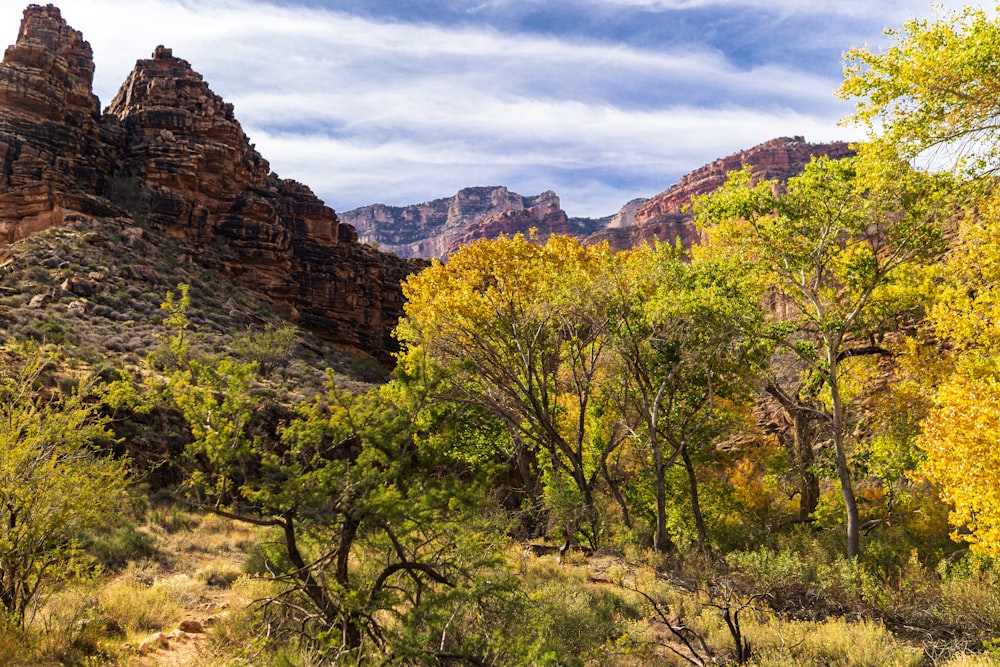 a scenic view of a mountain range with trees in the foreground