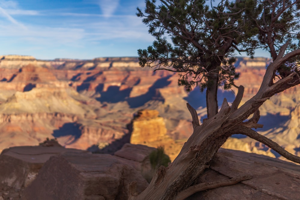 a tree growing out of a rock in the desert