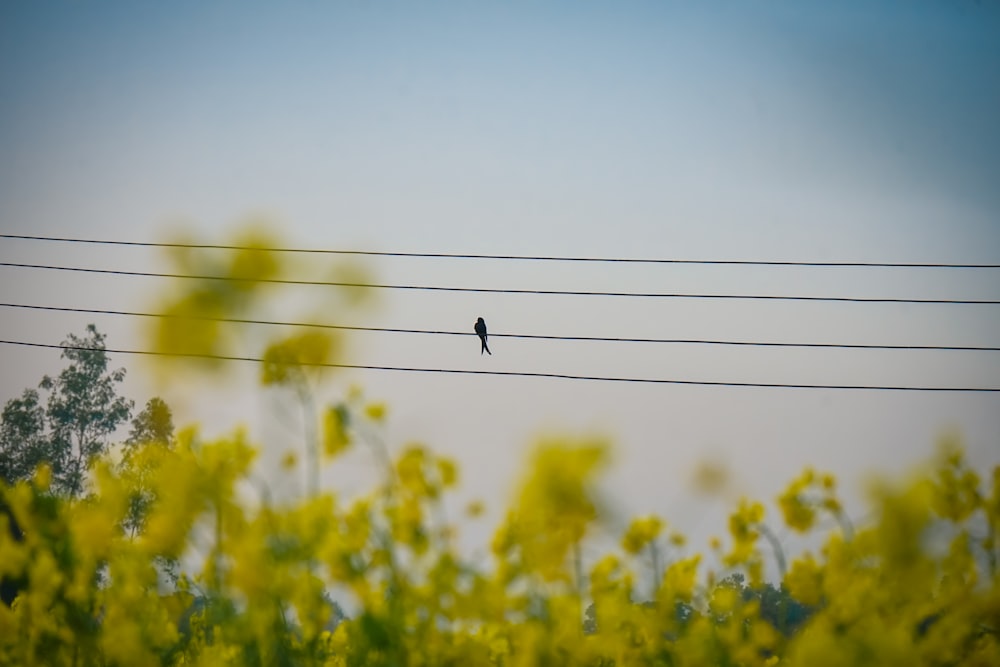 a bird sitting on a power line with yellow flowers in the foreground
