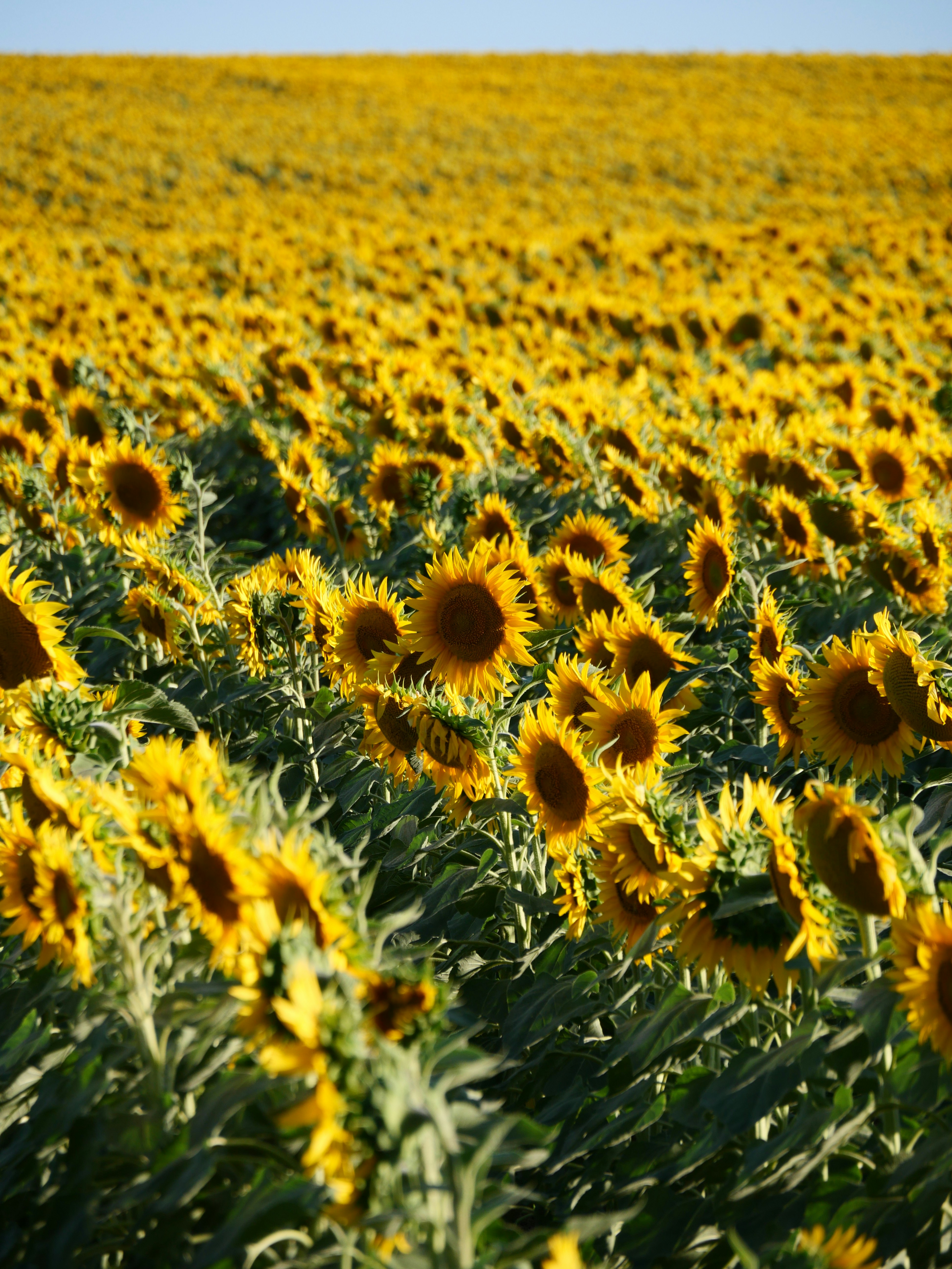 Photo by nimbus_vulpis