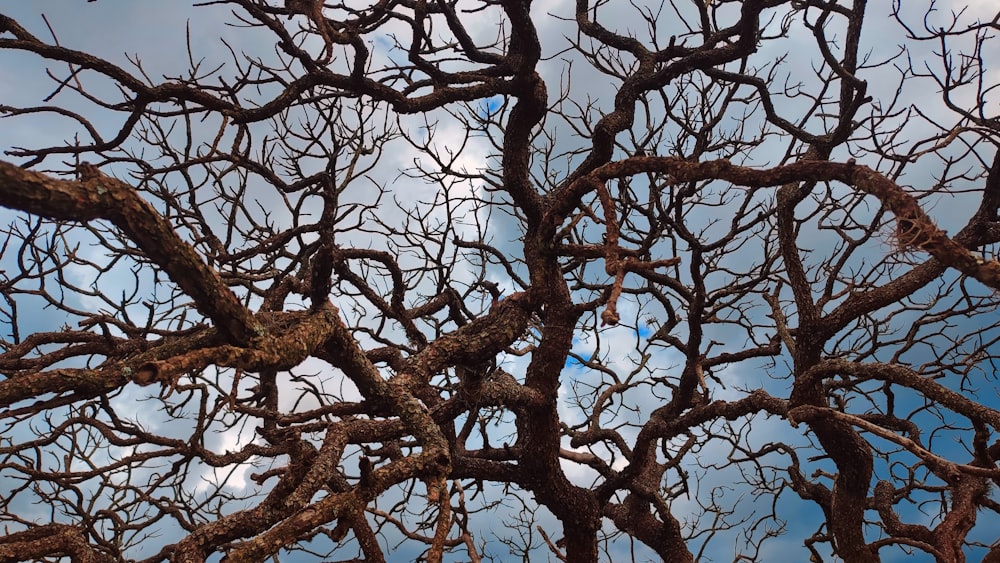 a tree with no leaves and a blue sky in the background