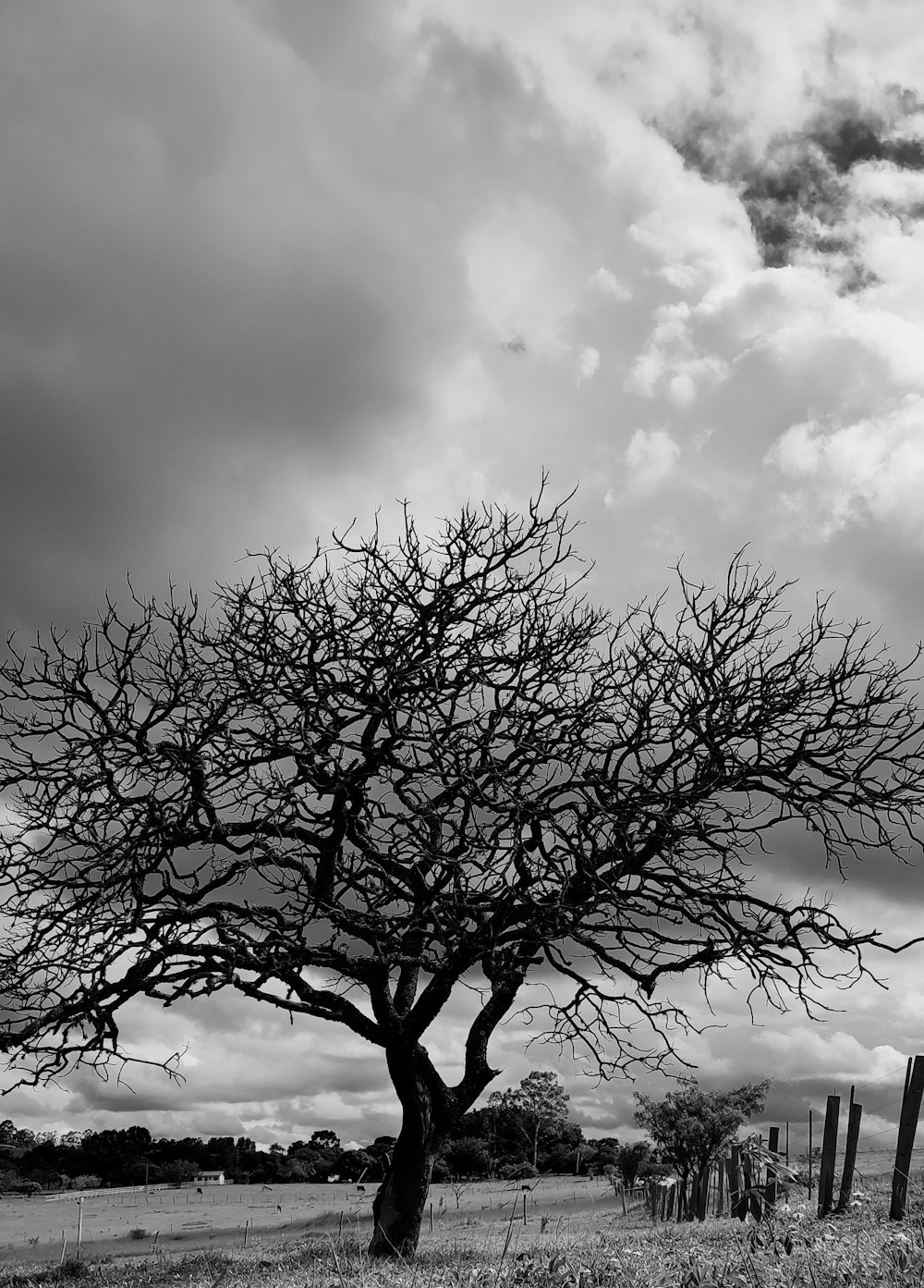 a black and white photo of a tree in a field