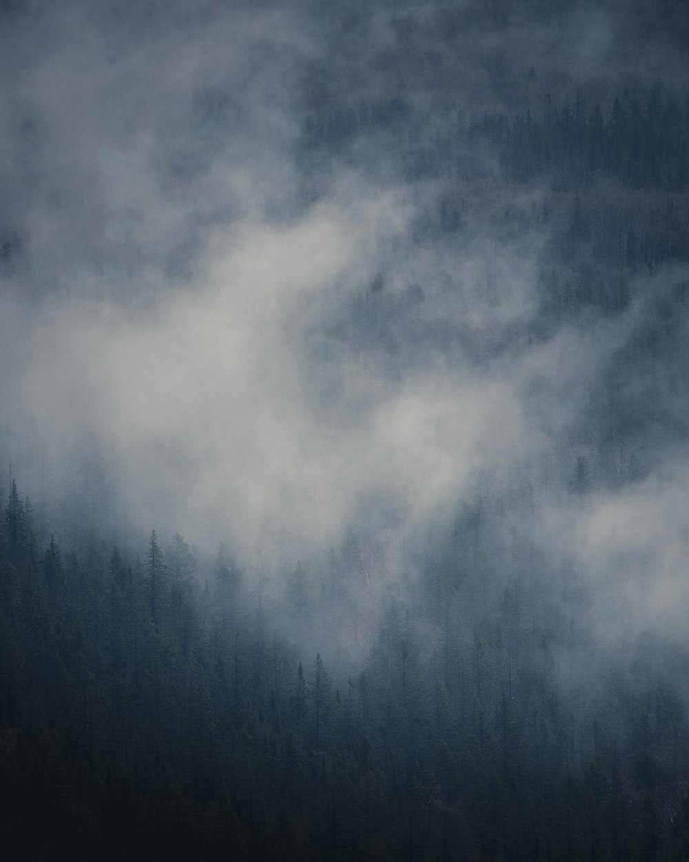 a forest covered in fog and clouds on a cloudy day