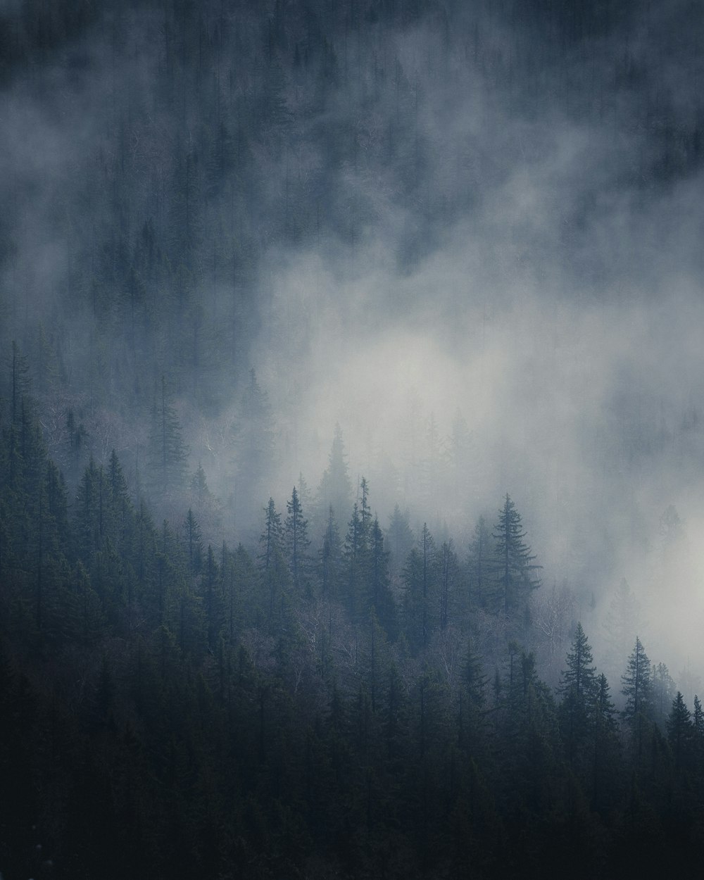 a forest covered in fog and low lying clouds