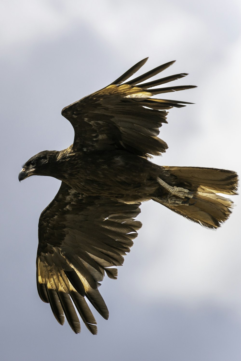 a large bird flying through a cloudy blue sky