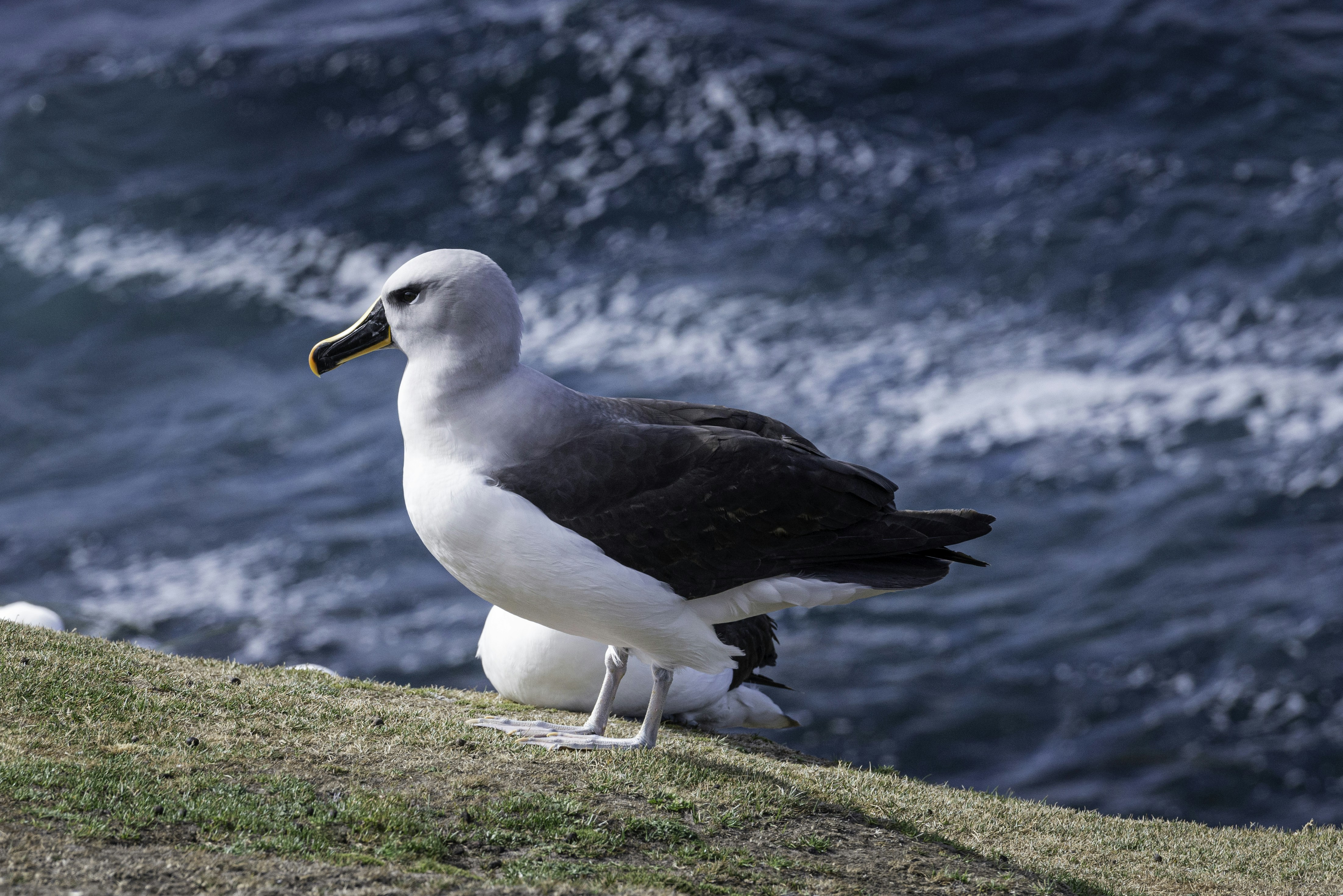 Una gaviota está parada en el borde de un acantilado
