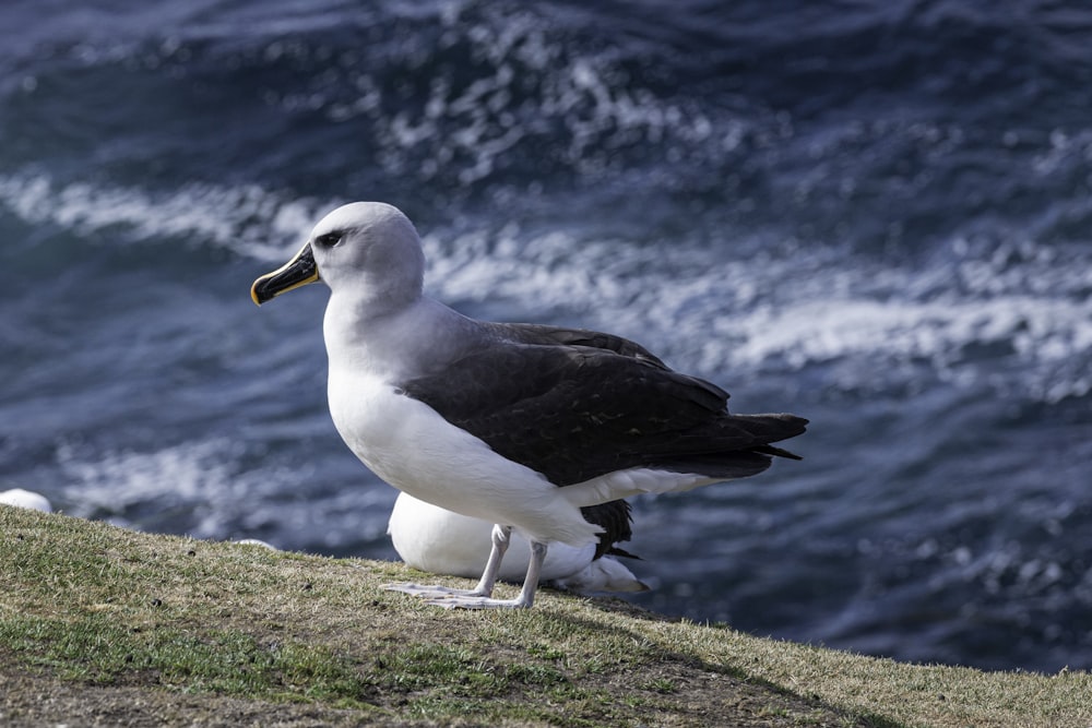 uma gaivota está de pé à beira de um penhasco