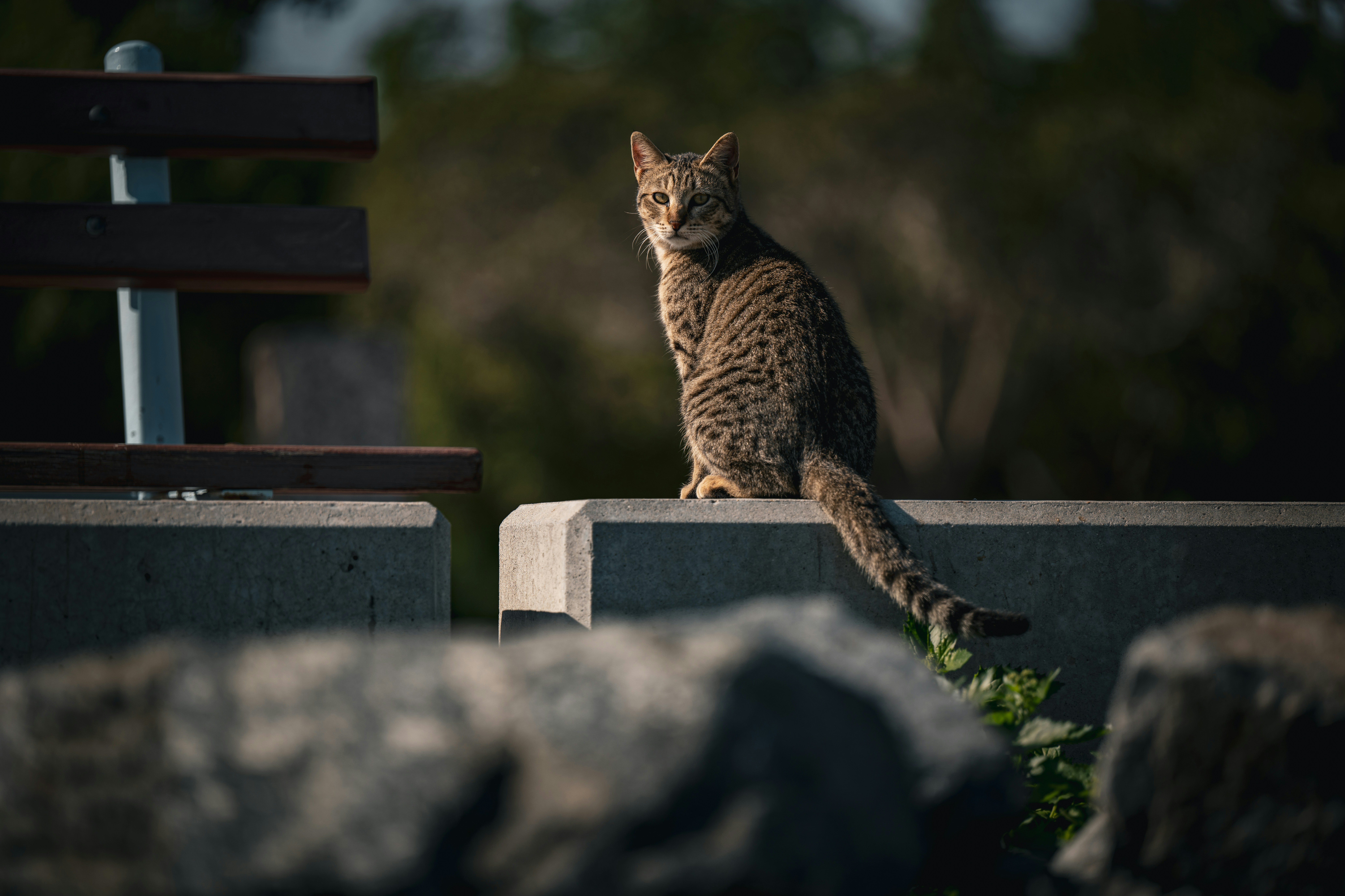A cat staring