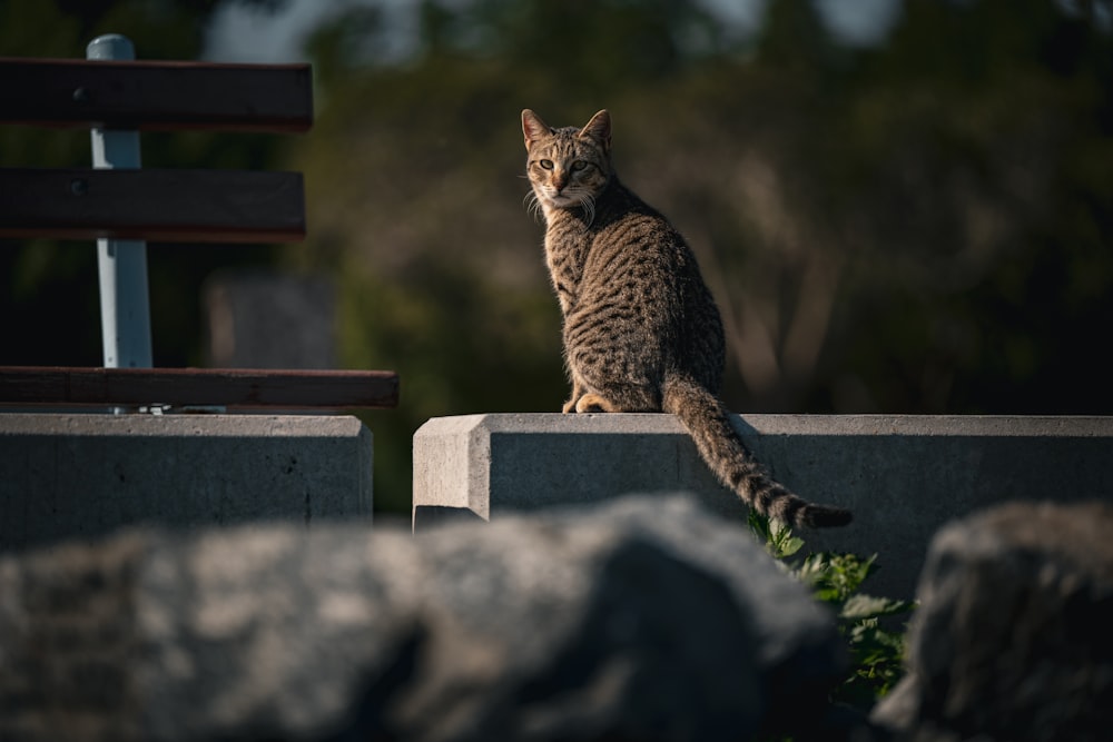 a cat sitting on top of a cement bench