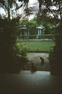 Two cats are sitting on a stone path surrounded by lush greenery, leading to a garden area. The background features a small building partially obscured by trees and shrubs, creating a serene, natural setting.