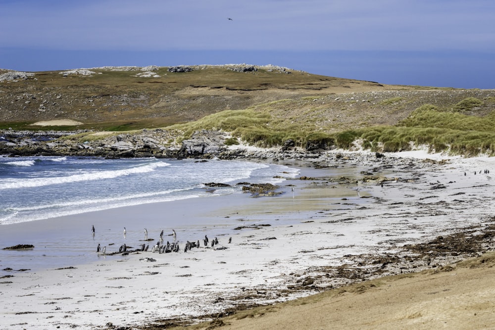 Un groupe d’oiseaux debout au sommet d’une plage de sable