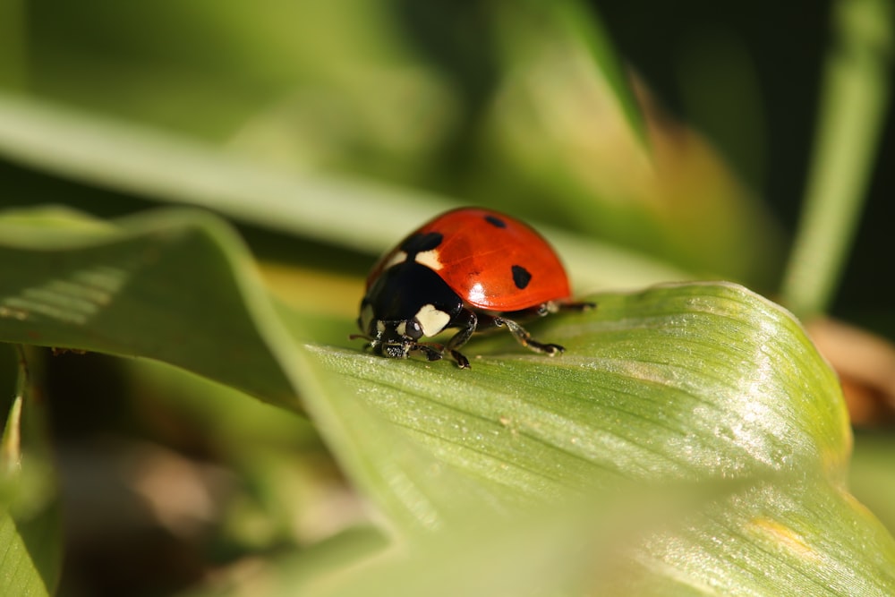 a lady bug sitting on top of a green leaf