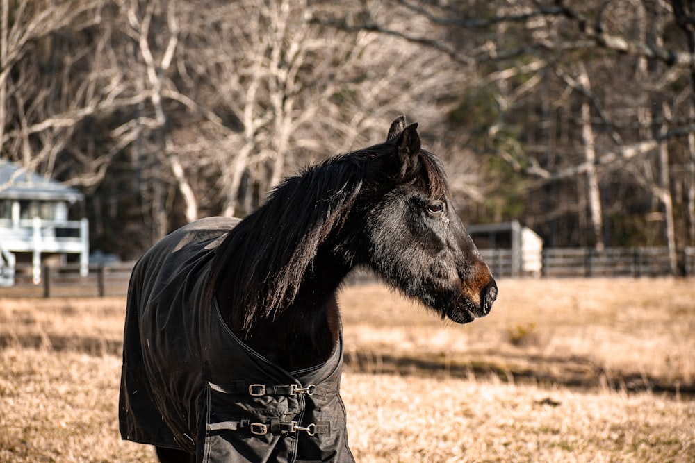 a horse in a field with a house in the background