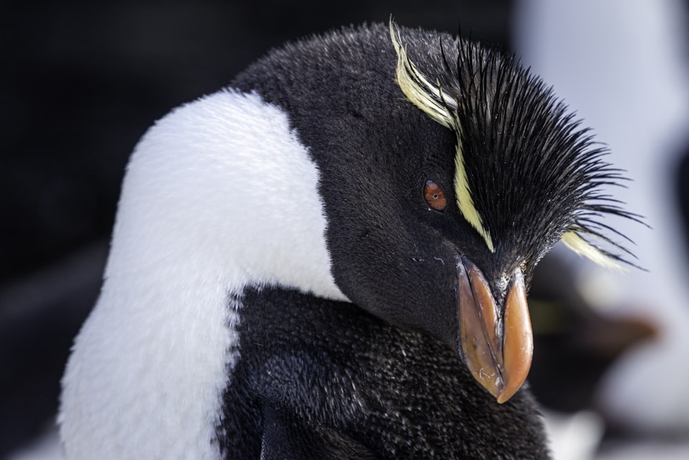 a black and white penguin with a yellow beak