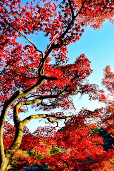 A vibrant tree with a network of branches adorned with bright red and orange leaves against a clear blue sky.