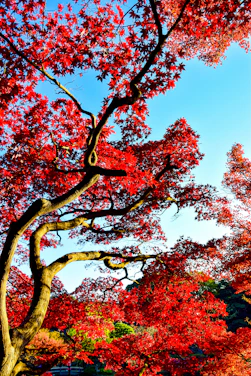 A vibrant tree with deep roots symbolizing growth and community support under a clear sky.