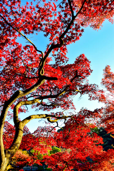 A vibrant tree with deep roots symbolizing growth and community support under a clear sky.