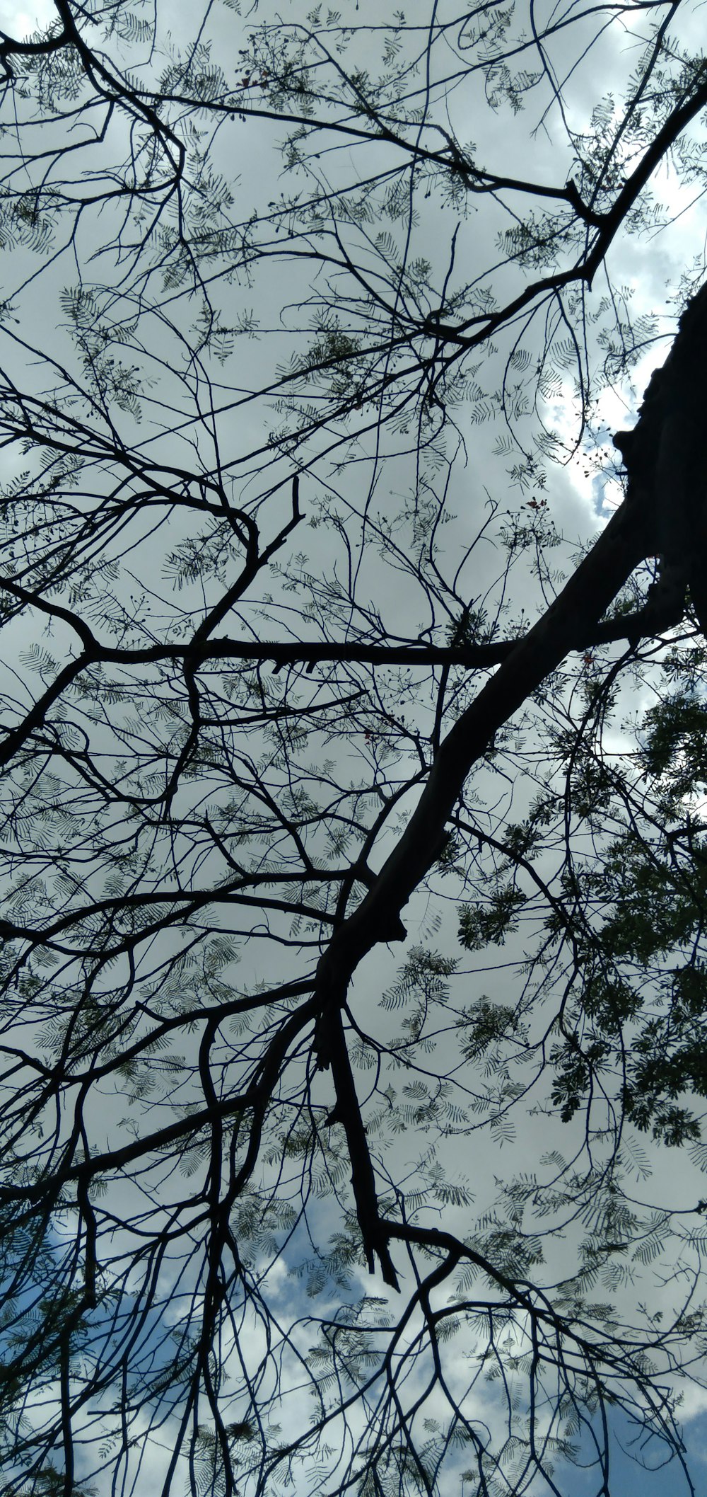 looking up at the branches of a tree against a cloudy sky