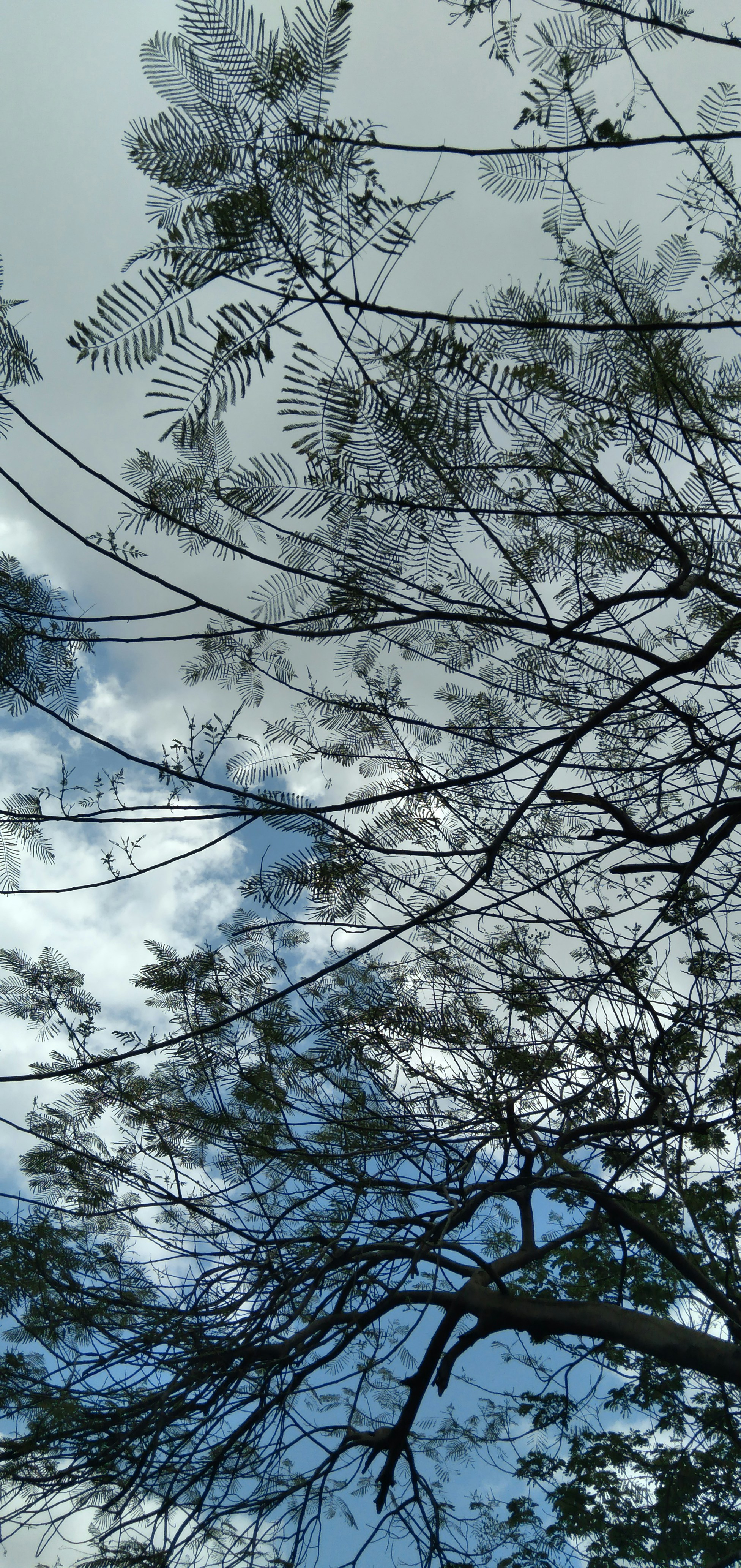 a view of the sky through the branches of a tree