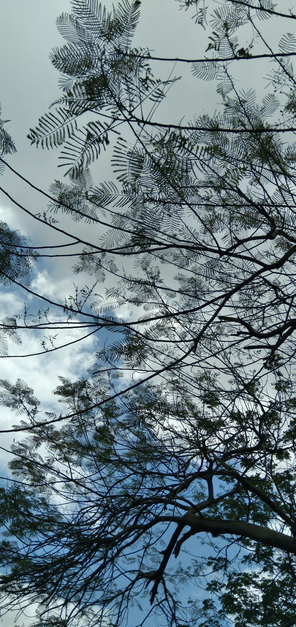 a view of the sky through the branches of a tree