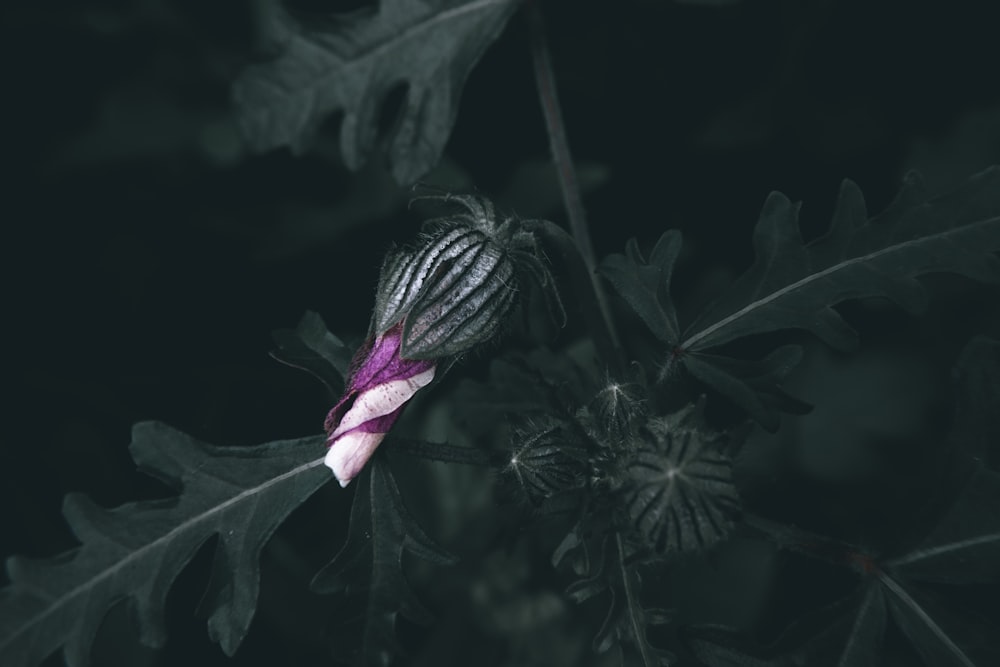 a black and white photo of a flower