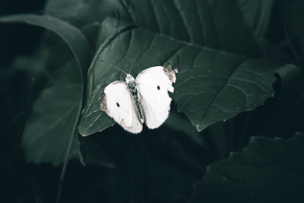 a couple of white butterflies sitting on top of a green leaf