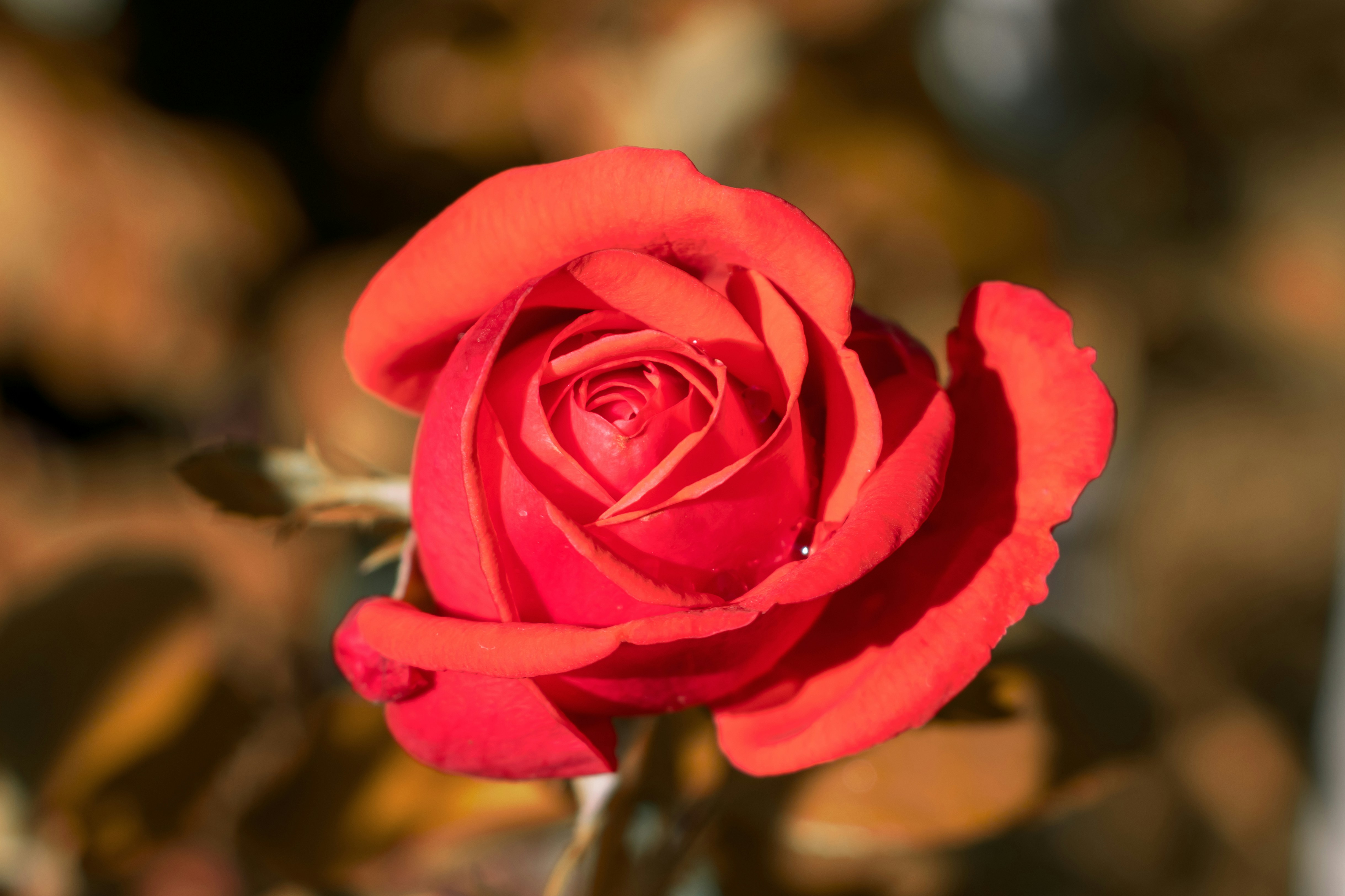 Photo by mechaowlstudios