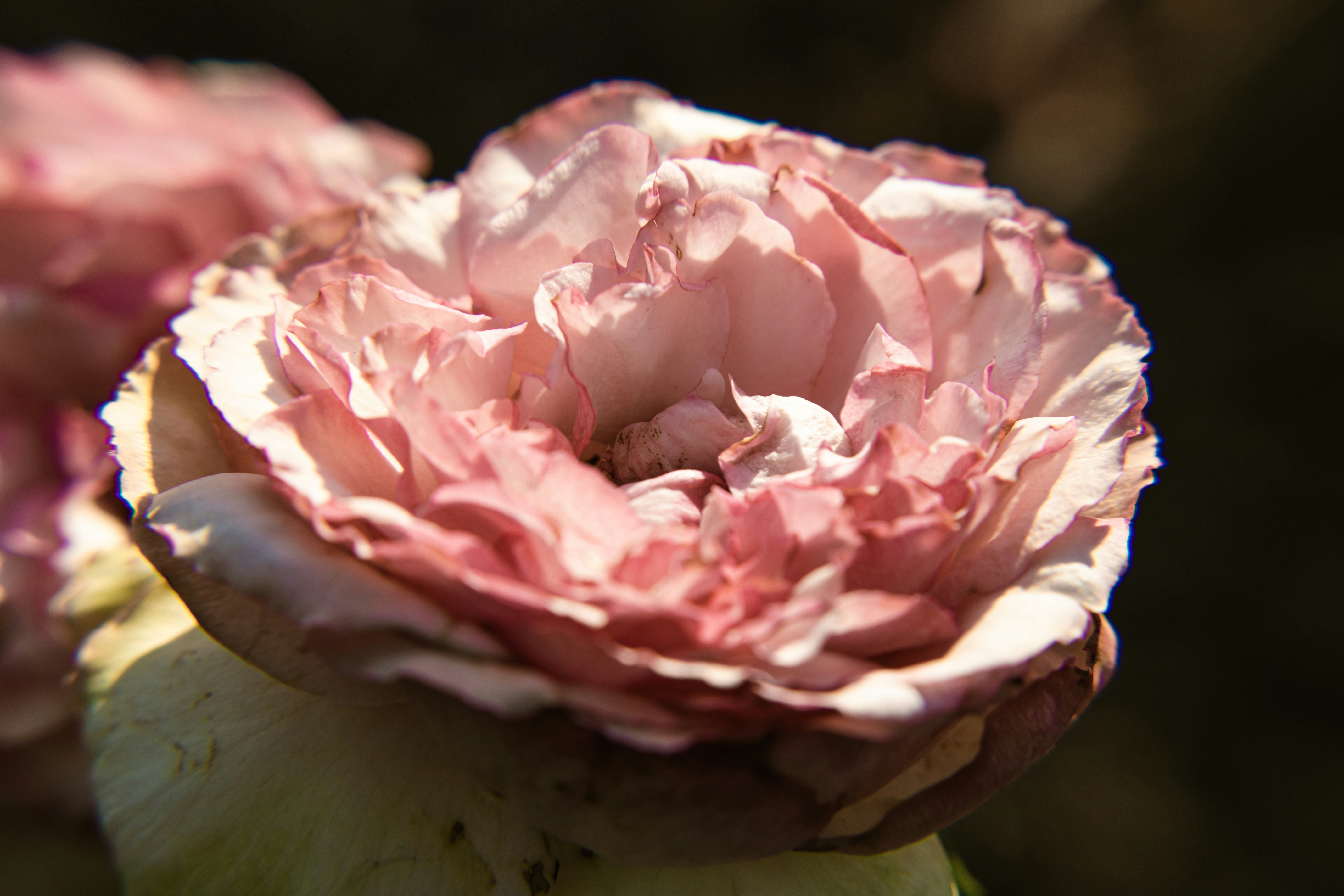 Rosals