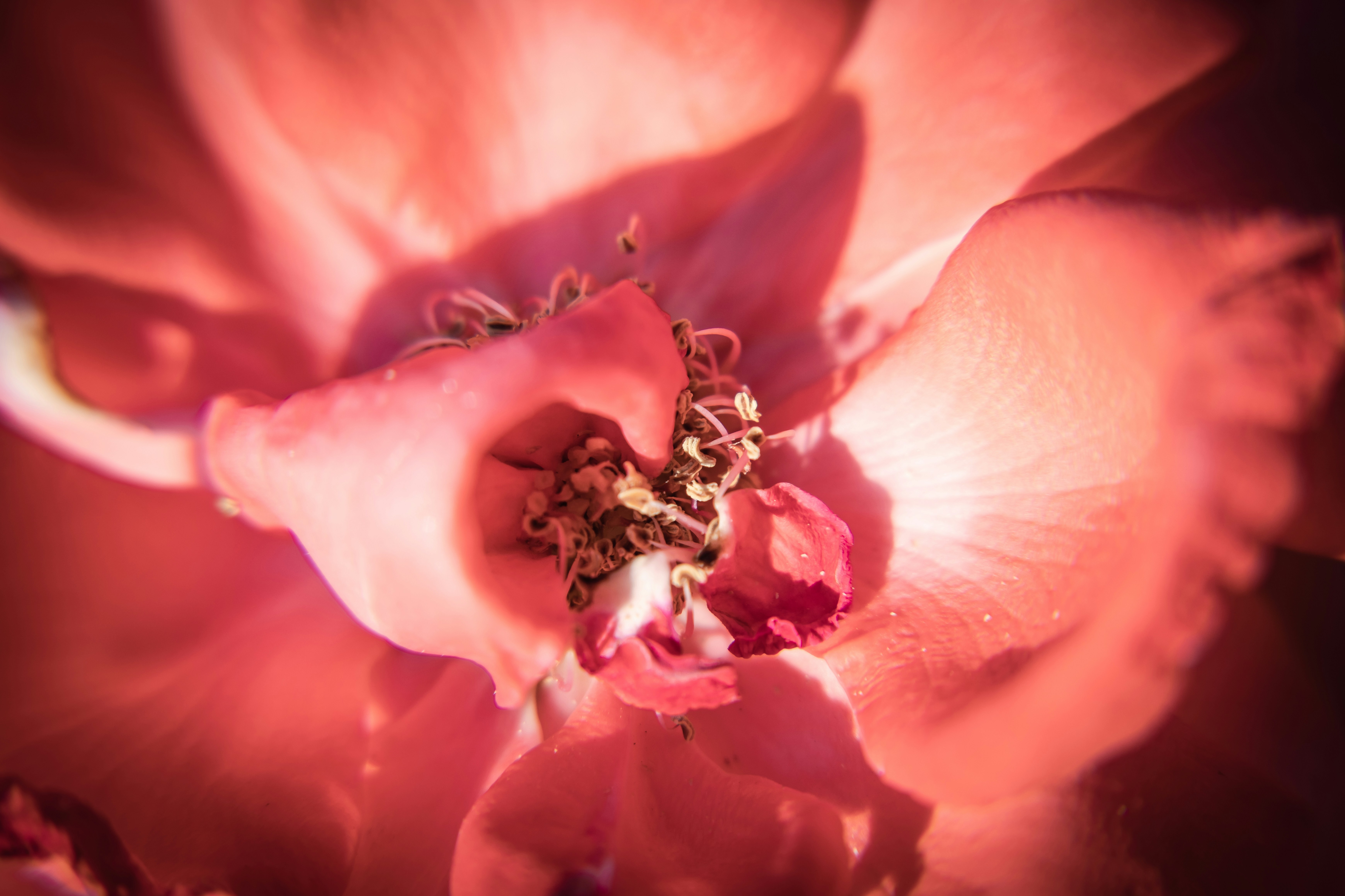 Photo by mechaowlstudios