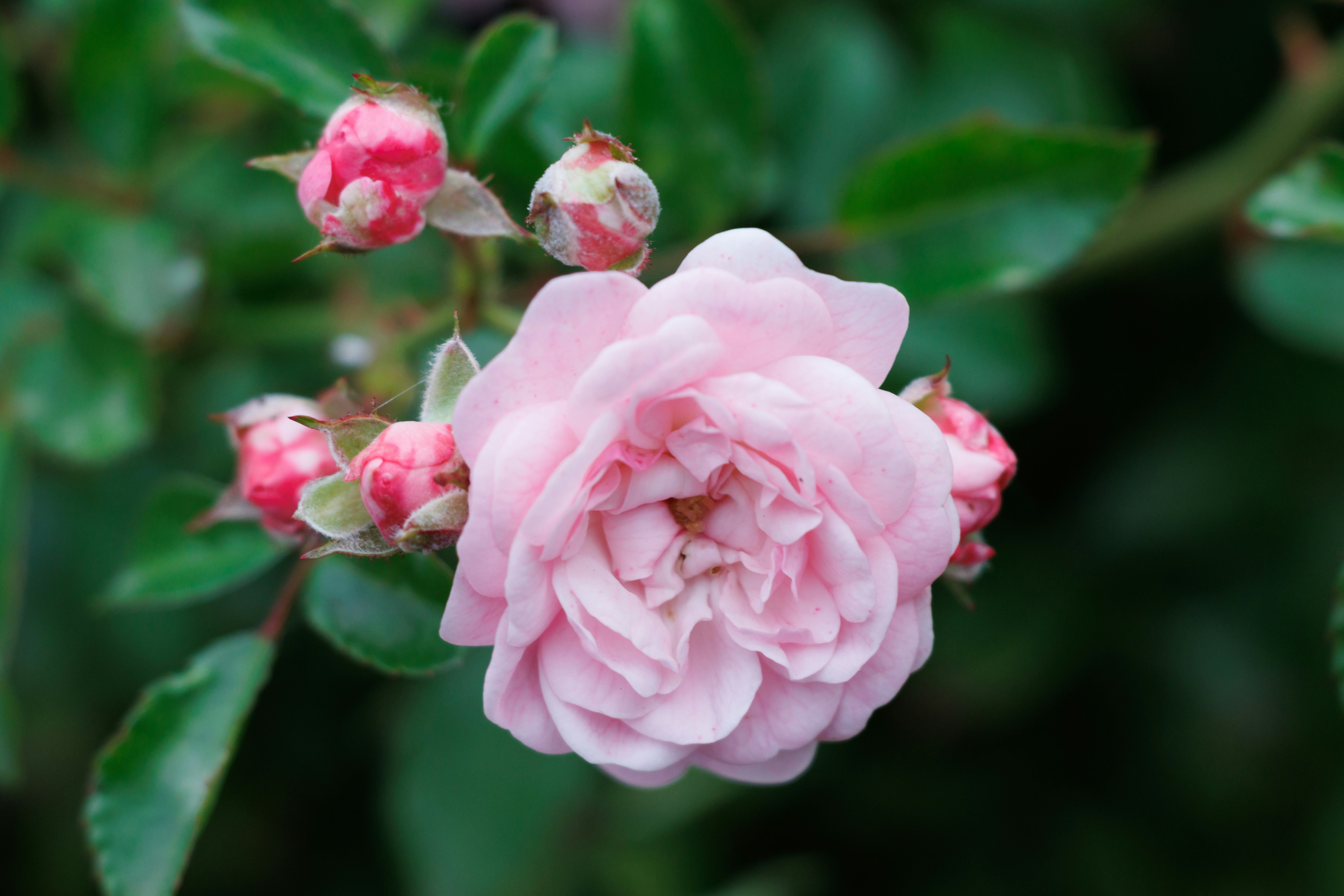 Photo by mechaowlstudios