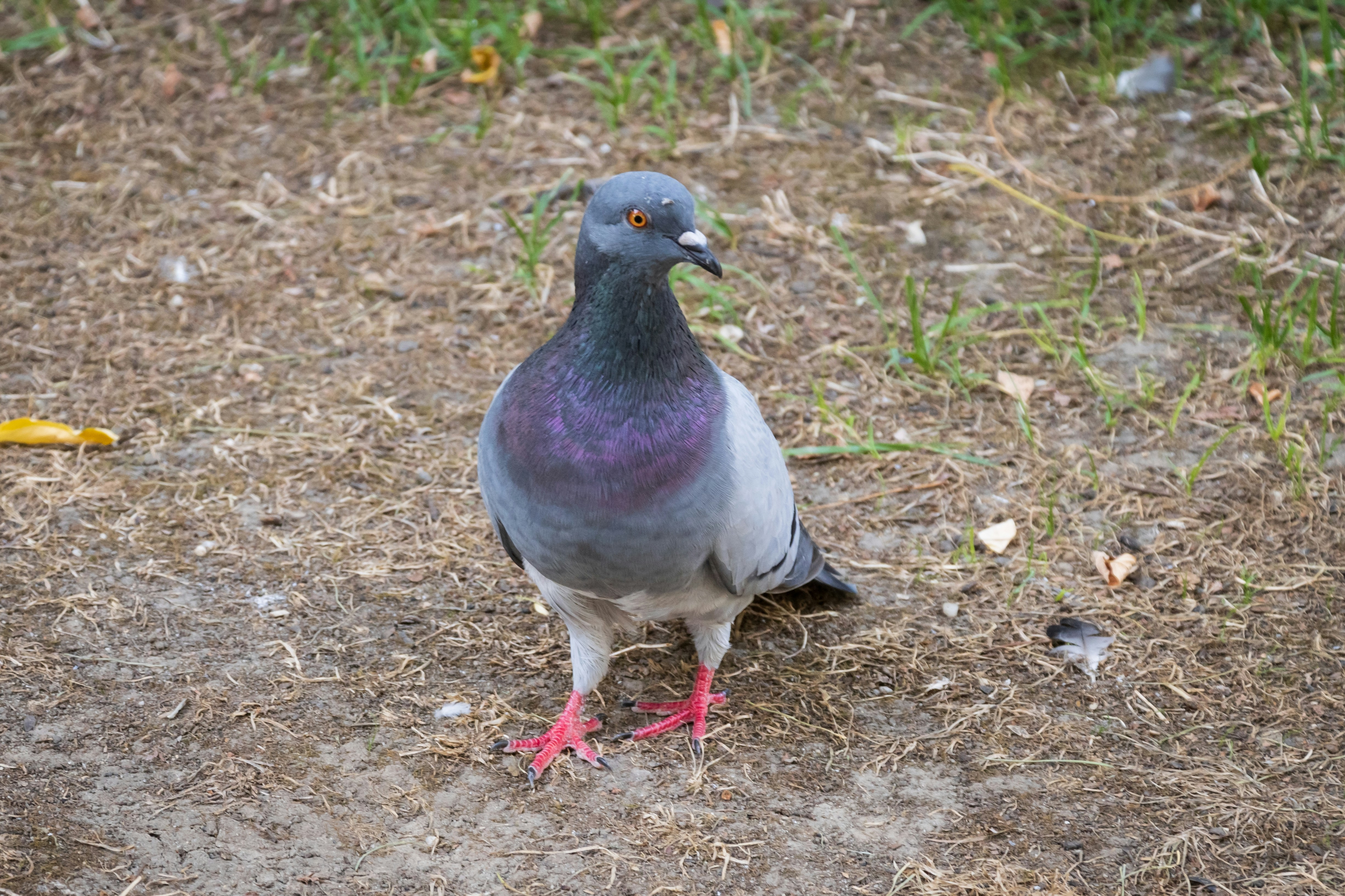 Photo by mechaowlstudios