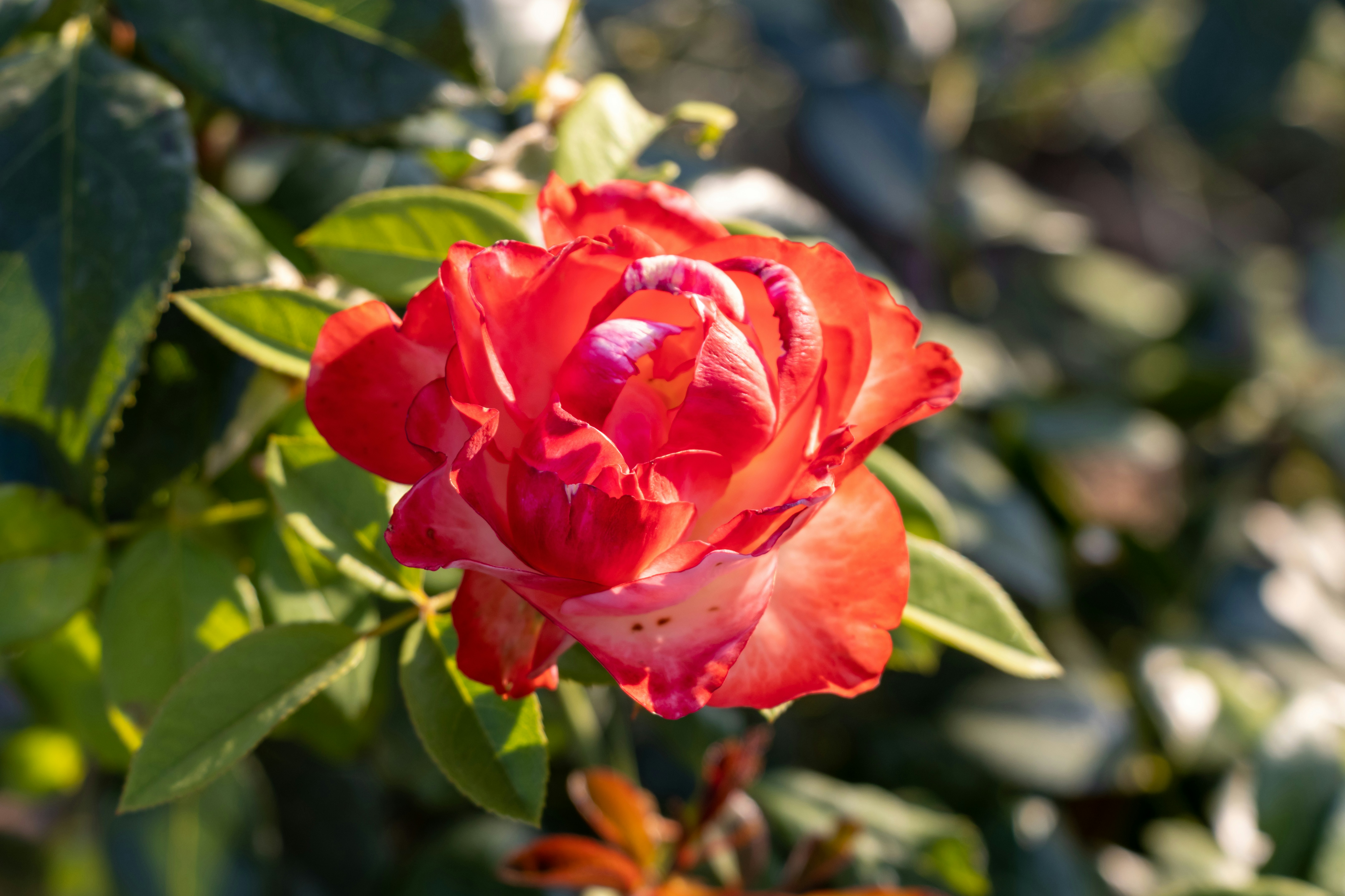 Photo by mechaowlstudios