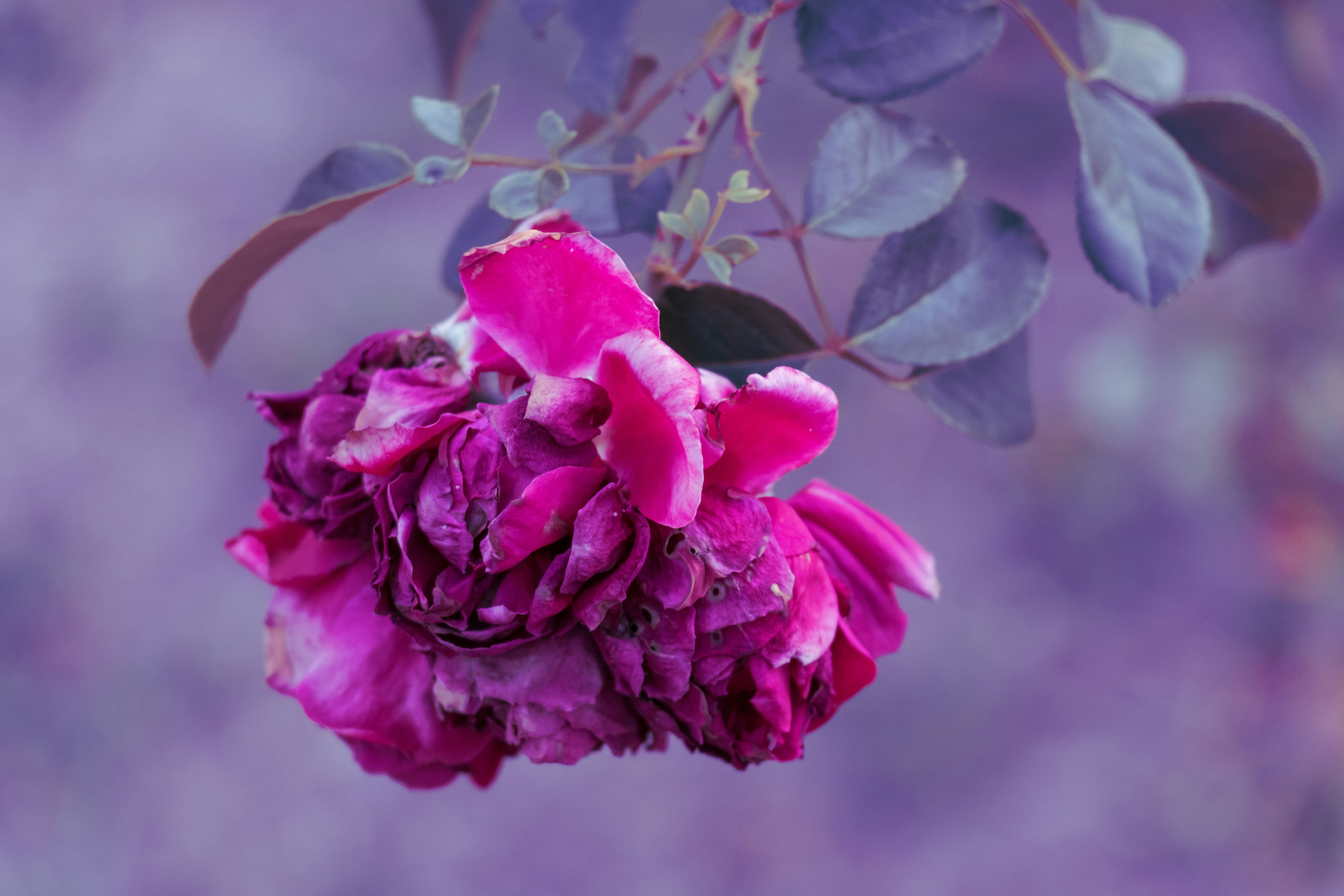 Rose Close Up Pictures | Download Free Images on Unsplash