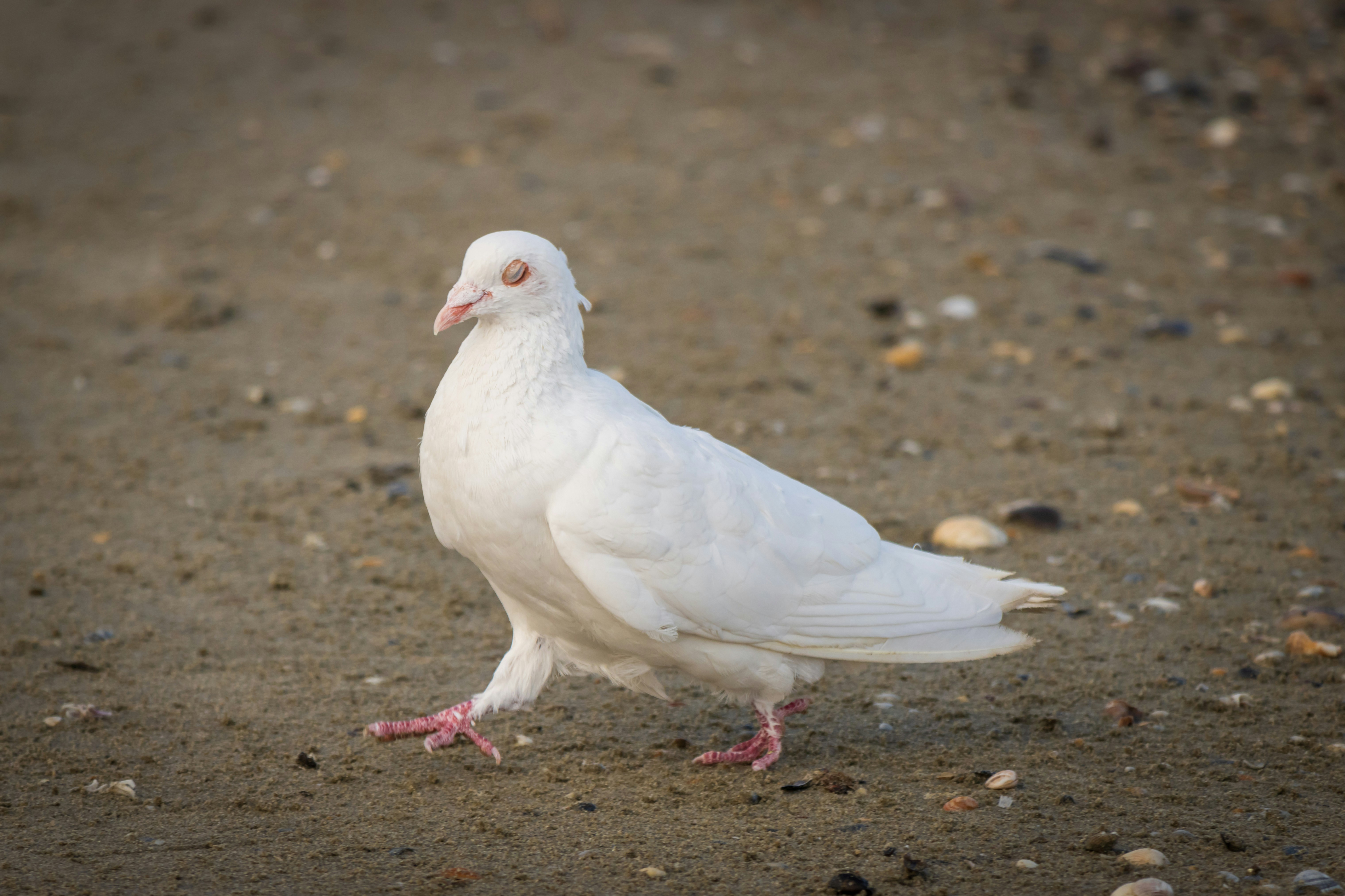 Photo by mechaowlstudios