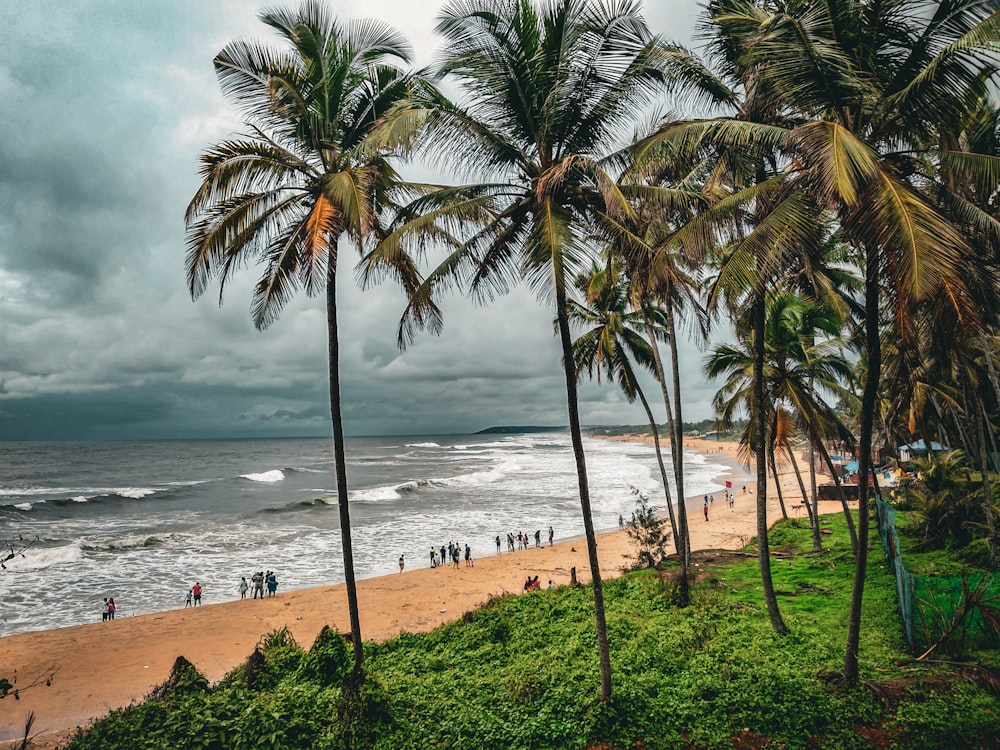 uma praia com palmeiras e pessoas nela