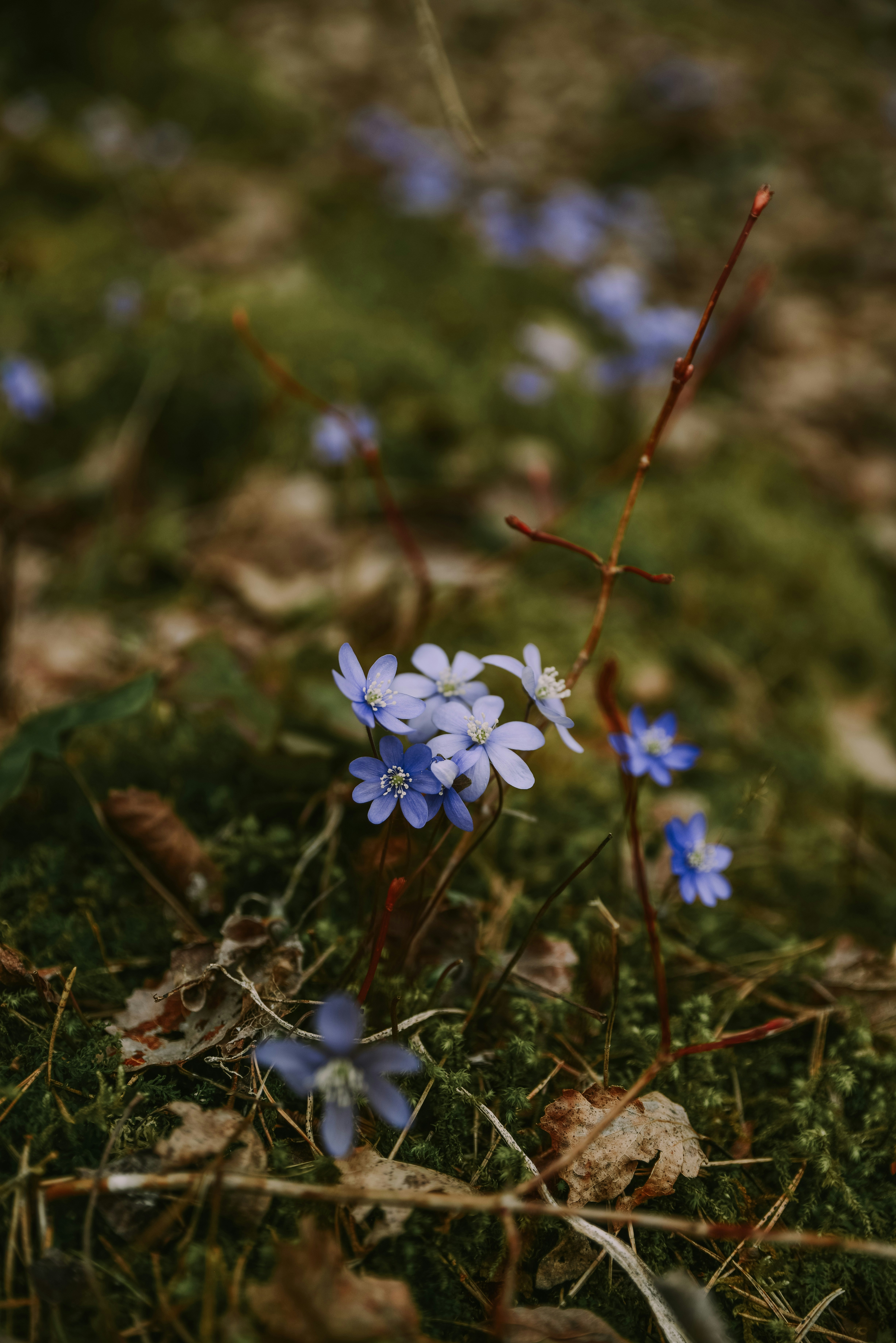 Photo by anitaaustvika