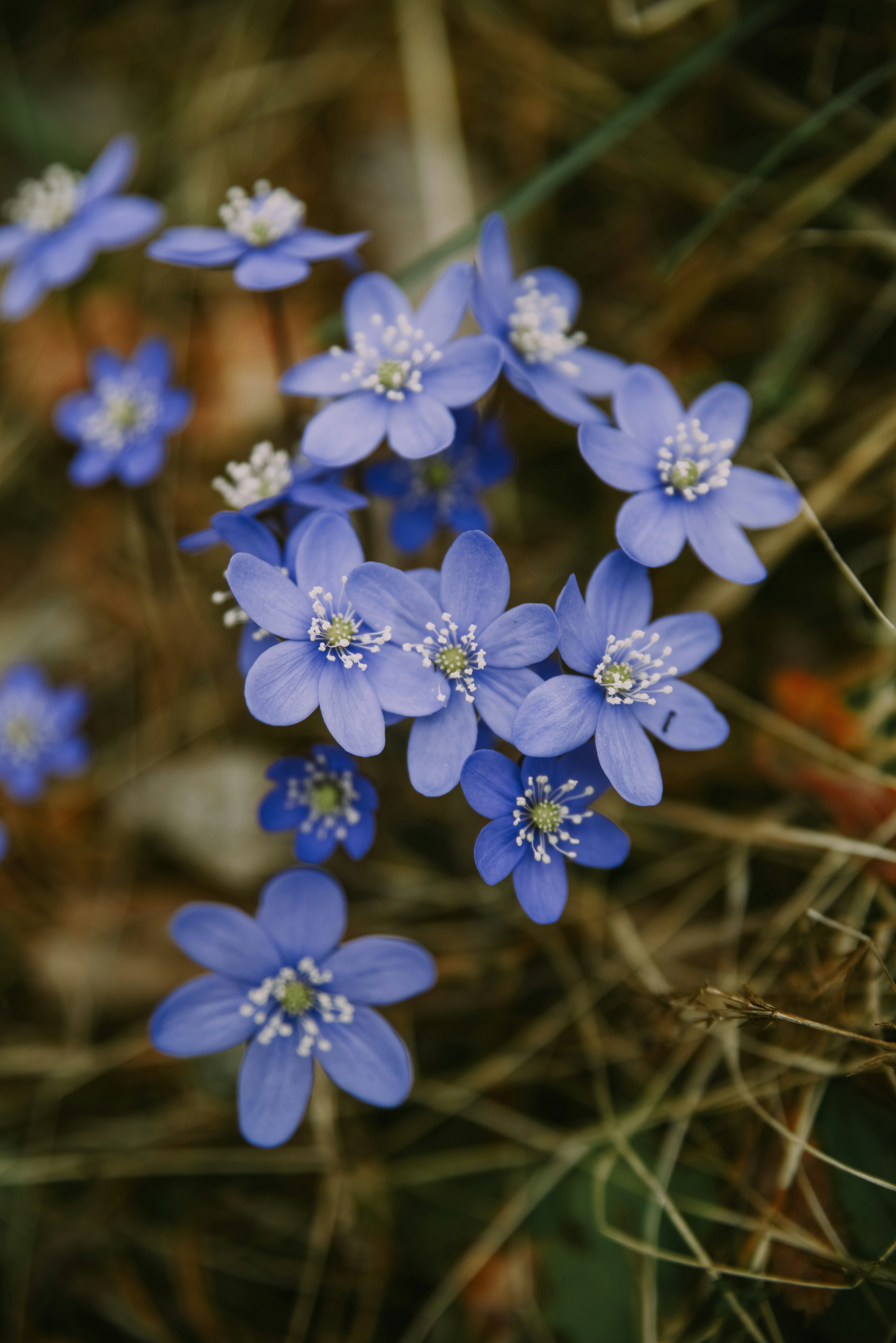 Photo by anitaaustvika