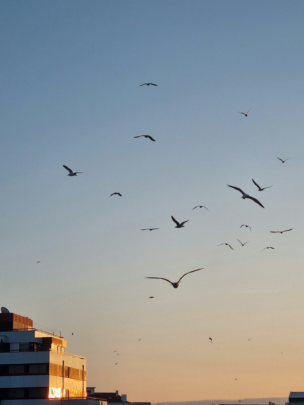 a flock of birds flying over a city