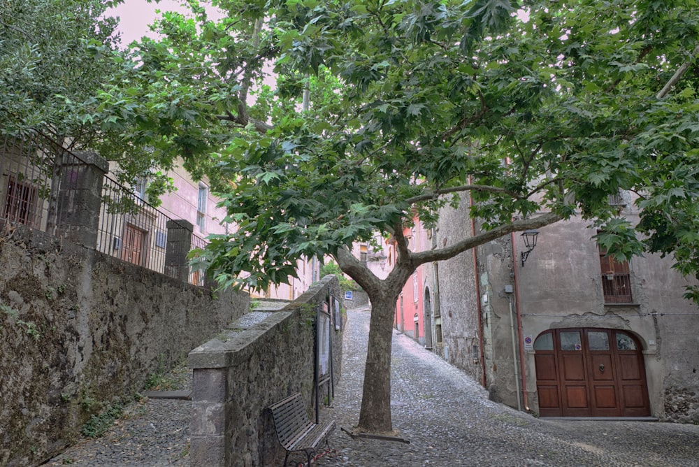 a tree in the middle of an alley way