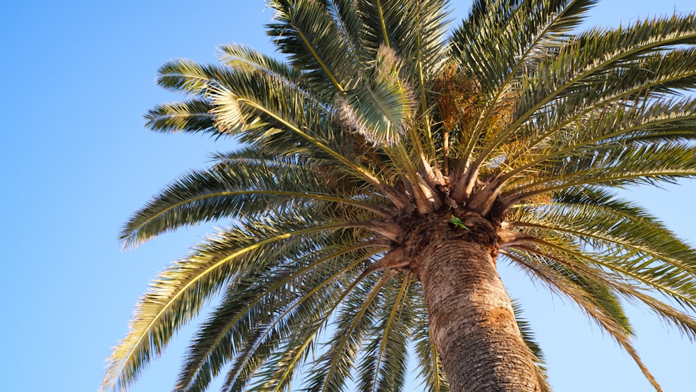 a palm tree with a blue sky in the background