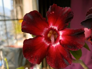 Flor Carmesí