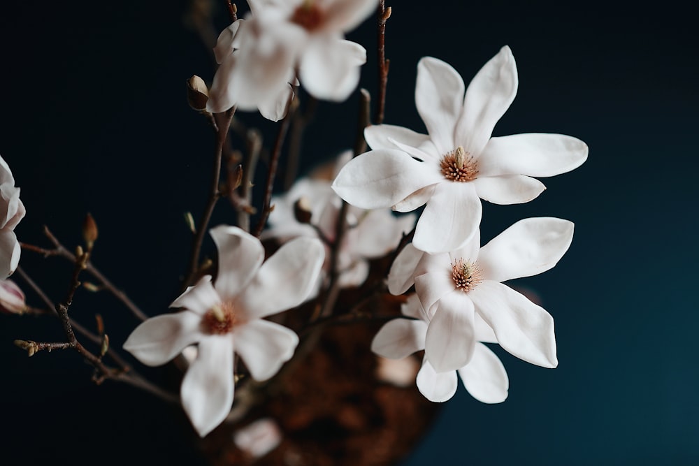 a bunch of white flowers in a vase