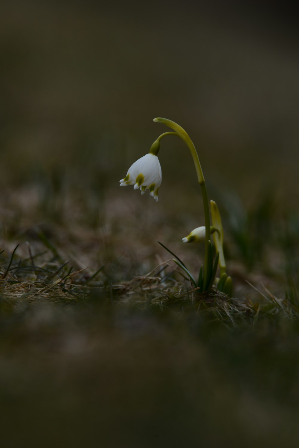 a small white flower sitting in the grass