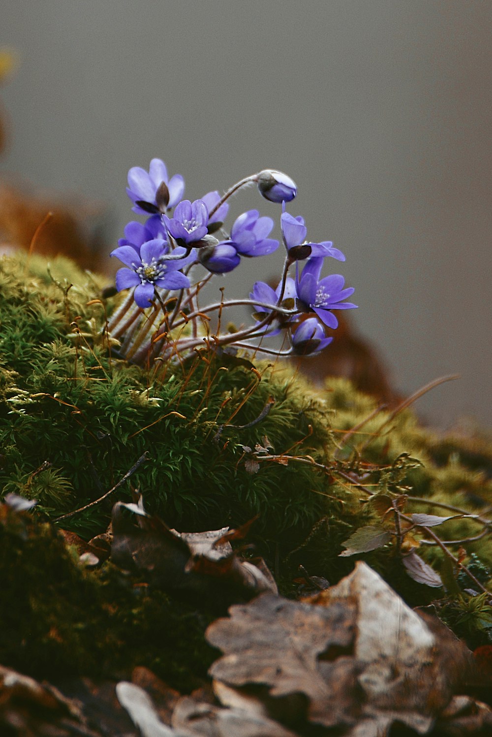 a close up of a purple flower on a mossy surface