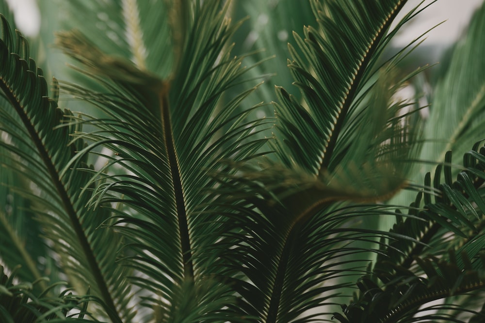 a close up of a plant with green leaves