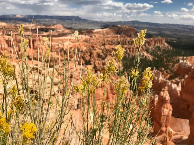 Wildflowers with thin green stems and small yellow buds are prominently in focus in the foreground. In the background, an expansive landscape of orange-red rock formations stretches across a vast canyon, with distant mountains under a partly cloudy blue sky.
