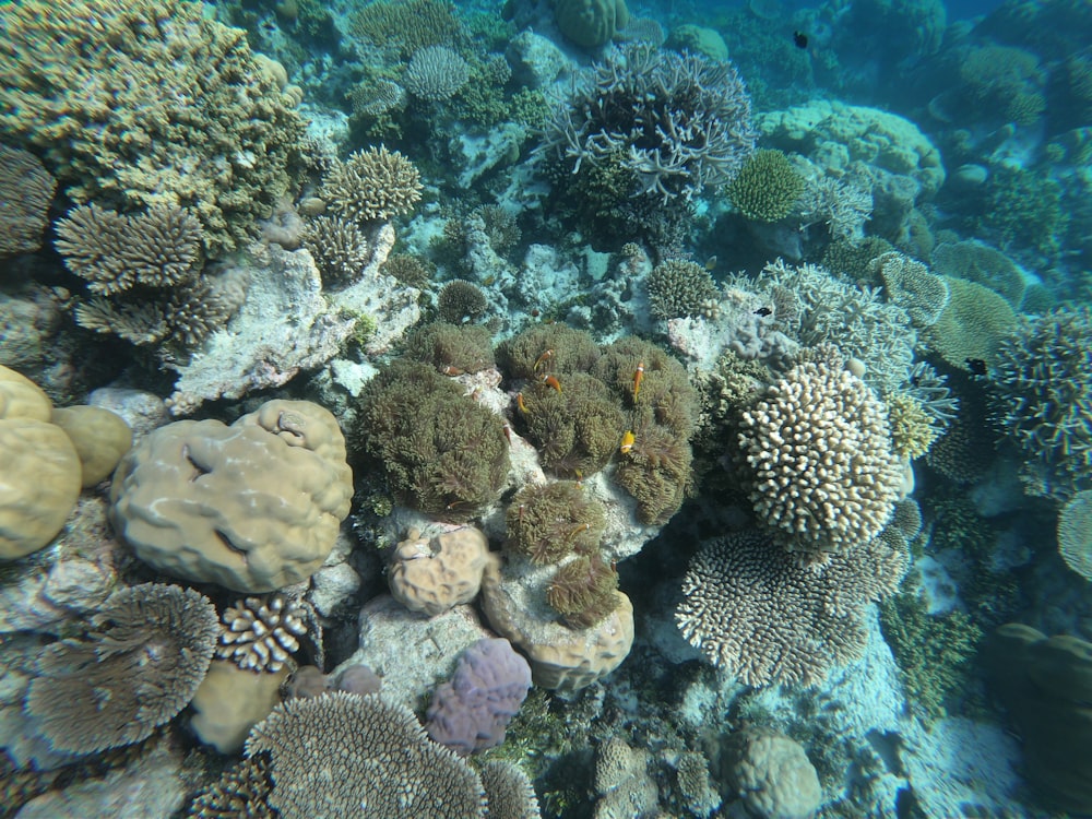 a bunch of corals that are under water